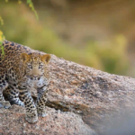 Screenshot 2026-01-28 at 10.05.27 PM